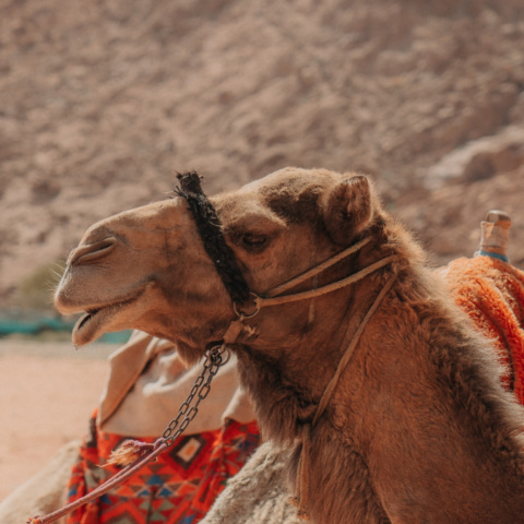 Dromadaire Wadi Rum