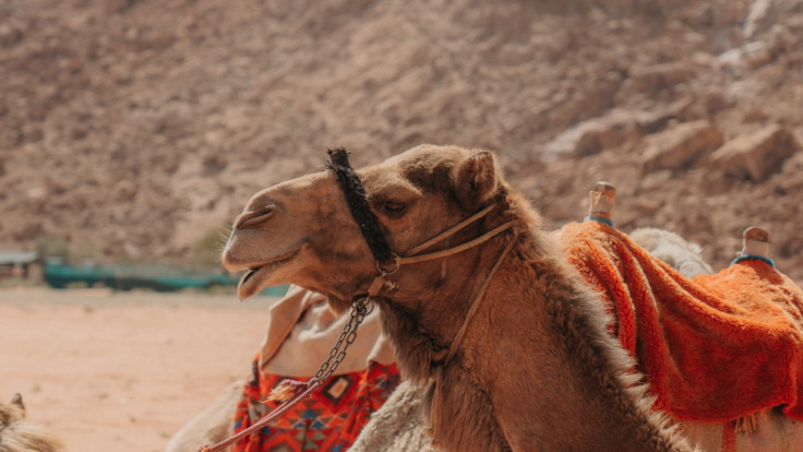 Dromadaire Wadi Rum