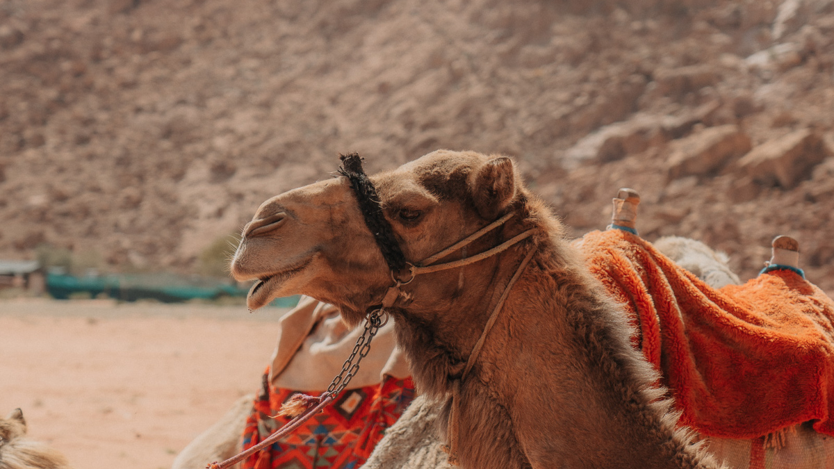 Dromadaire Wadi Rum